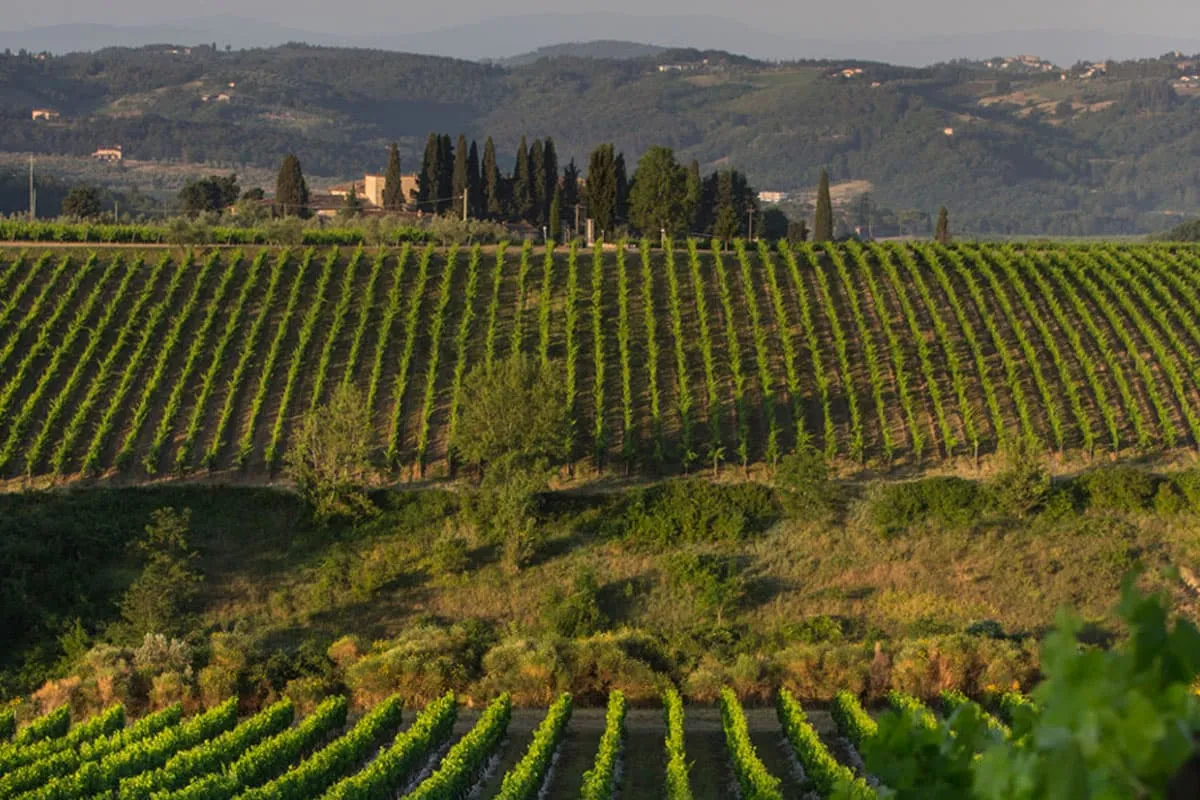 Antinori Tignanello Toscana IGT 2016 – Bild 4